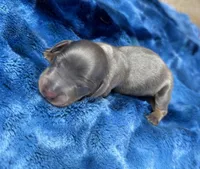 Echo, a male Miniature Dachshund for sale in Stoutland, MO – Photo 1 of 5