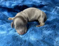 Echo, a male Miniature Dachshund for sale in Stoutland, MO – Photo 3 of 5