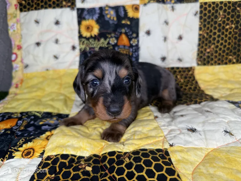 Diesel – Miniature Dachshund puppy for sale in Stoutland, MO