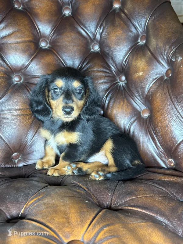 Littlefoot – Miniature Dachshund puppy for sale in Stoutland, MO