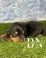 Astro, a male Miniature Dachshund for sale in Stoutland, MO – 5 of 5