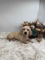 Butters, a male Miniature Dachshund for sale in Stoutland, MO – 6 of 10