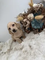 Butters, a male Miniature Dachshund for sale in Stoutland, MO – 7 of 10