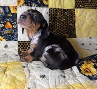 Shelby , a female Miniature Dachshund for sale in Stoutland, MO – 4 of 4