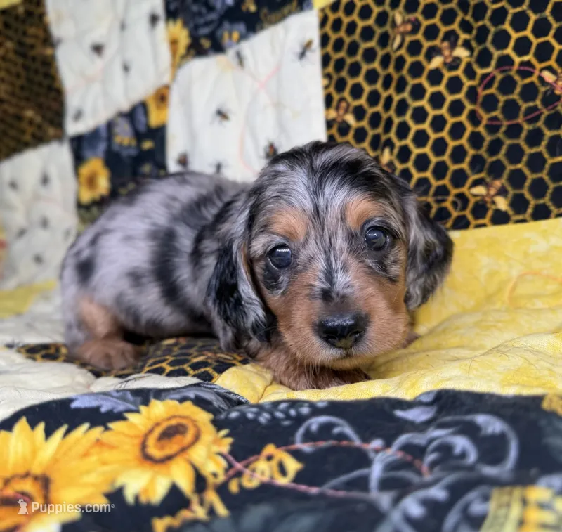 Merle – Miniature Dachshund puppy on hold in Stoutland, MO