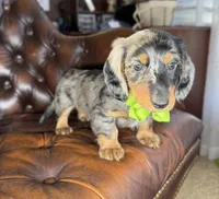 Diesel, a male Miniature Dachshund for sale in Stoutland, MO – 4 of 7