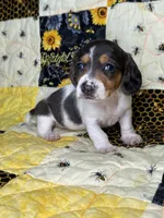 Cera, a female Miniature Dachshund for sale in Stoutland, MO – 3 of 8