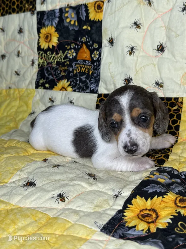 Ducky – Miniature Dachshund puppy for sale in Stoutland, MO