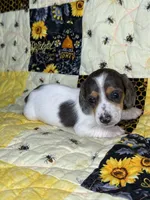 Ducky, a female Miniature Dachshund for sale in Stoutland, MO – 1 of 6