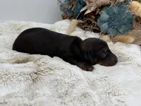 Ranger, a male Dachshund for sale in Stoutland, MO – 2 of 4