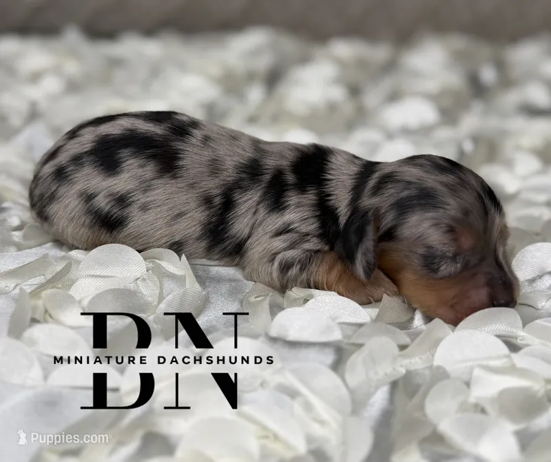 Merle – Miniature Dachshund puppy for sale in Stoutland, MO