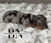 Merle, a male Miniature Dachshund for sale in Stoutland, MO – 1 of 6