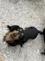 Dixie, a female Miniature Dachshund for sale in Stoutland, MO – 5 of 5