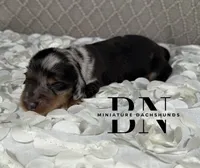 Turbo, a male Miniature Dachshund for sale in Stoutland, MO – 3 of 5