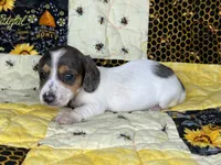 Ducky, a female Miniature Dachshund for sale in Stoutland, MO – 3 of 6