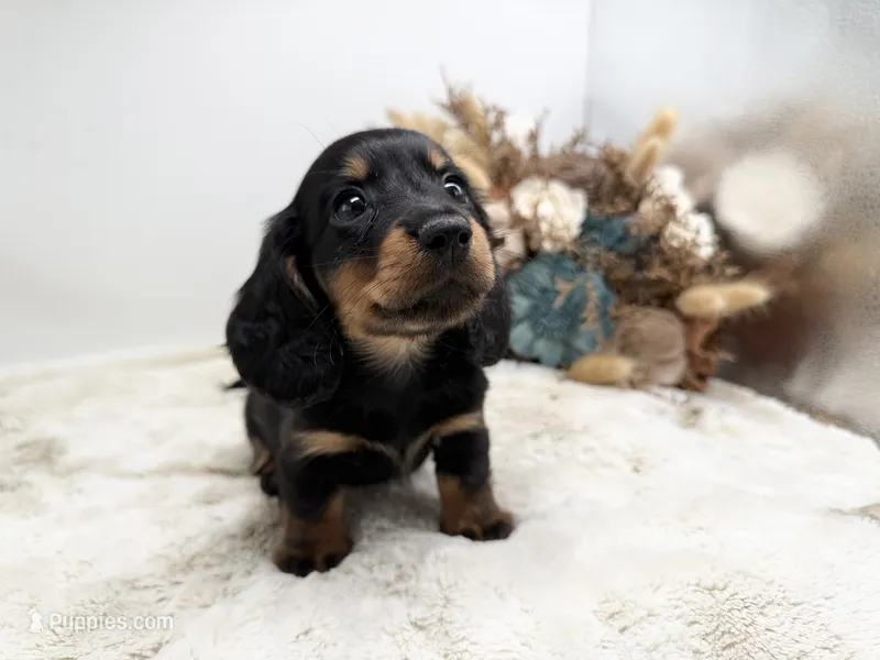 Opal – Dachshund puppy for sale in Stoutland, MO