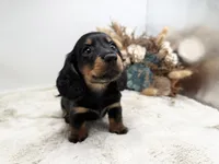 Opal, a female Dachshund for sale in Stoutland, MO – 1 of 7