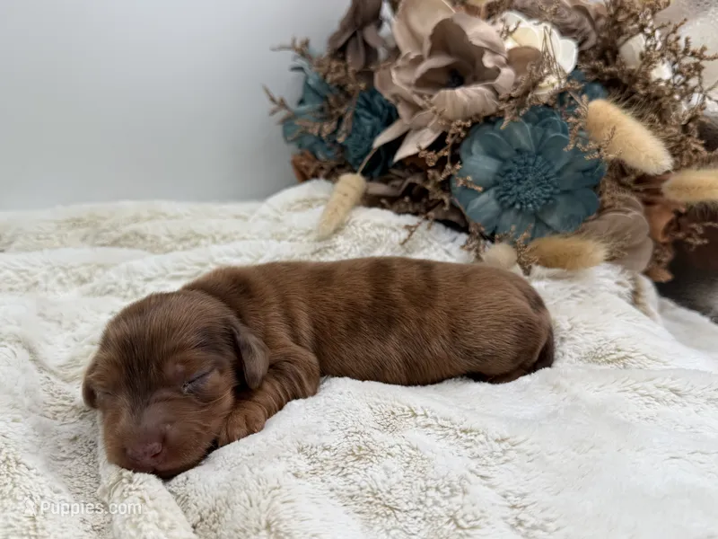 Rhett – Dachshund puppy for sale in Stoutland, MO