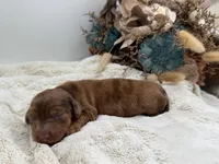 Rhett, a male Dachshund for sale in Stoutland, MO – 1 of 4
