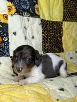 Spike, a male Miniature Dachshund for sale in Stoutland, MO – 4 of 6