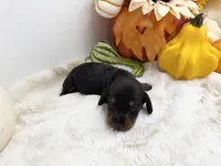 Noah, a male Miniature Dachshund for sale in Stoutland, MO – 4 of 4