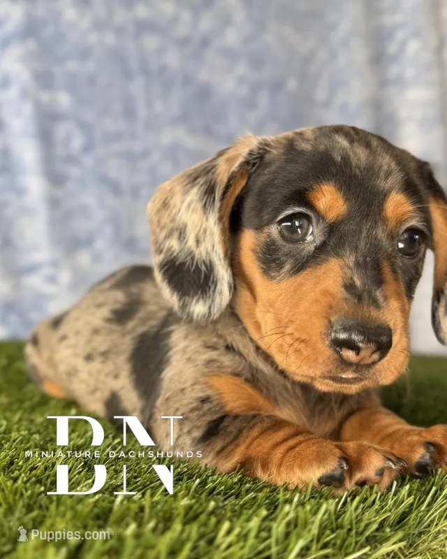Coconut  – Miniature Dachshund puppy for sale in Stoutland, MO