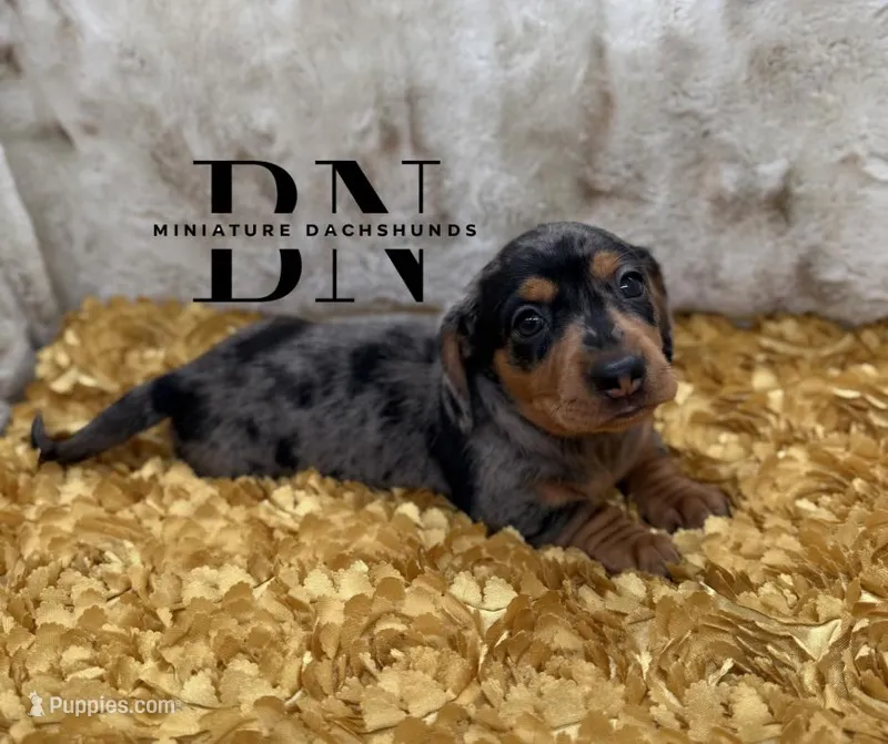 Coconut  – Miniature Dachshund puppy for sale in Stoutland, MO