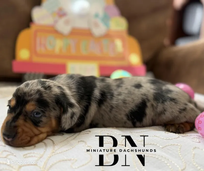 Coconut  – Miniature Dachshund puppy for sale in Stoutland, MO