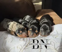 Coconut , a male Miniature Dachshund for sale in Stoutland, MO – Photo 2 of 6