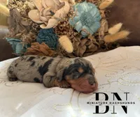 Coconut , a male Miniature Dachshund for sale in Stoutland, MO – Photo 1 of 6