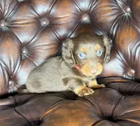 Crash, a male Dachshund for sale in Stoutland, MO – 3 of 6