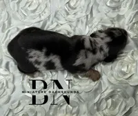 Turbo, a male Miniature Dachshund for sale in Stoutland, MO – 4 of 5