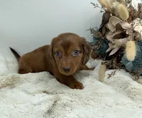 Rhett, a male Dachshund for sale in Stoutland, MO – 4 of 4