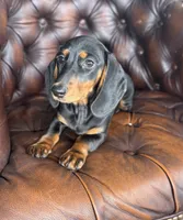 Lexus, a female Miniature Dachshund for sale in Stoutland, MO – 5 of 5