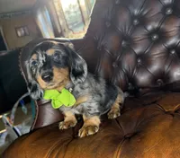Diesel, a male Miniature Dachshund for sale in Stoutland, MO – 6 of 7