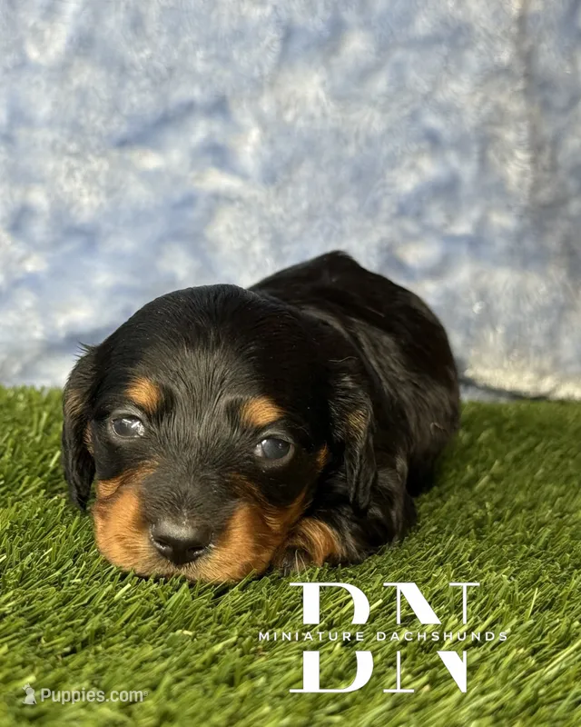 Emmi – Miniature Dachshund puppy for sale in Stoutland, MO