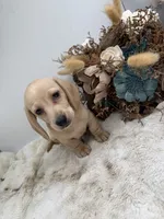 Butters, a male Miniature Dachshund for sale in Stoutland, MO – 4 of 10
