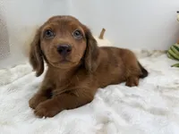 Rhett, a male Miniature Dachshund for sale in Stoutland, MO – 8 of 10