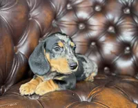 Vin, a male Miniature Dachshund for sale in Stoutland, MO – 4 of 7