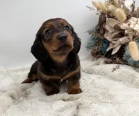 Ranger, a male Dachshund for sale in Stoutland, MO – 3 of 6