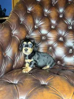 Waylon, a male Miniature Dachshund for sale in Stoutland, MO – 6 of 8