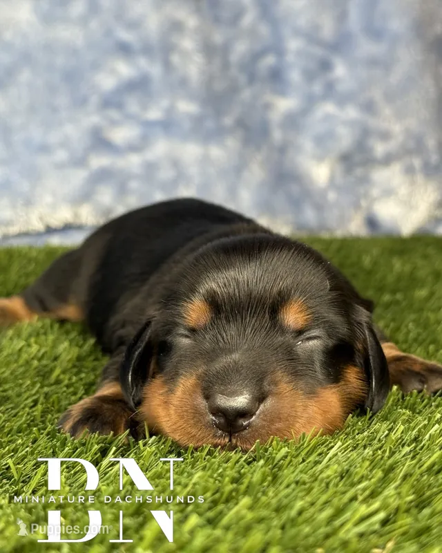 Archer – Miniature Dachshund puppy for sale in Stoutland, MO