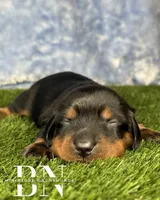 Archer, a male Miniature Dachshund for sale in Stoutland, MO – 1 of 6