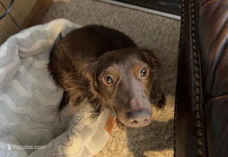JJ (AKC) – Dachshund puppy for sale in Stoutland, MO