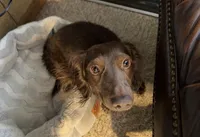 JJ (AKC), a male Dachshund for sale in Stoutland, MO – 1 of 7