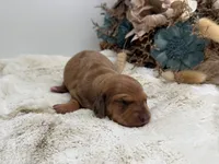 Rosie, a female Dachshund for sale in Stoutland, MO – 3 of 5