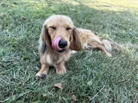 Chip, a male Miniature Dachshund for sale in Stoutland, MO – 6 of 8