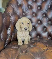 Goldie, a female Dachshund for sale in Stoutland, MO – 2 of 3