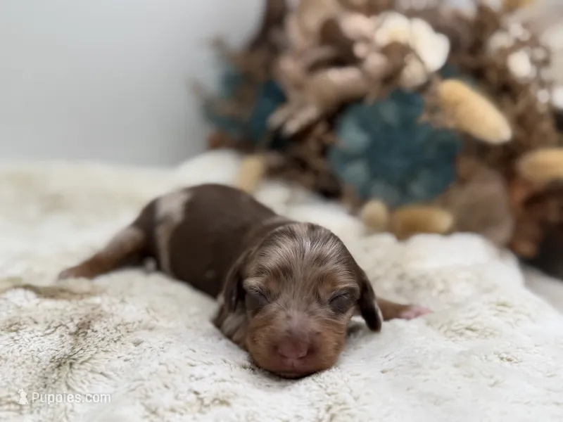 Hermione – Dachshund puppy for sale in Stoutland, MO