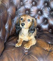 Ivy, a female Dachshund for sale in Stoutland, MO – 8 of 10